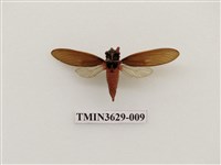 藏品(紅腳黑翅蟬)的圖片